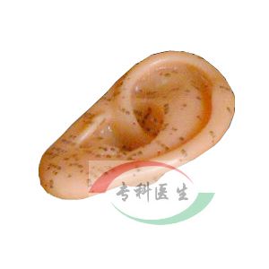 11cm耳针灸模型
