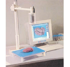 大体标本成像系统